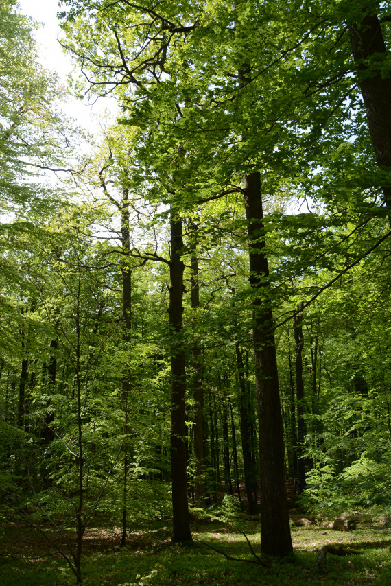 Ausschnitt aus dem Naturwald-Reservat Eichhall im Rohrbrunner Forst (Landkreis Aschaffenburg); Der Eichhall besteht aus Eichen und Buchen.