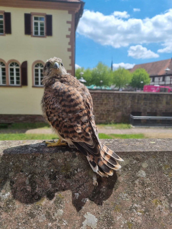 Ein junger Turmfalke, der mit dem Rücken zum Betrachter auf einer Sandsteinmauer sitzt. Er hat den Kopf gedreht, um den Betrachter anzusehen. 